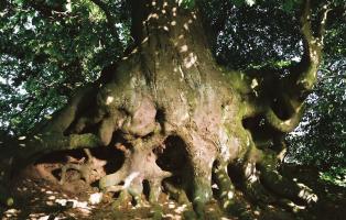 Buchenwald in Holstein Buchenwald in Holstein