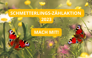 Kampagnenbild "Schmetterlings-Zählaktion" 2023